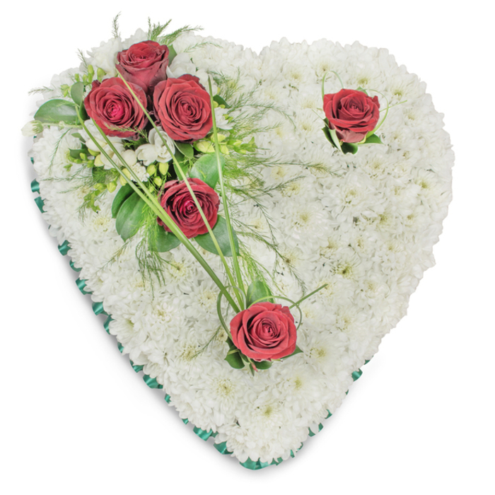 This sympathetic heart is built as a close-set mosaic of petite white chrysanthemums, their tiny faces forming a plump, cushiony surface that reads as a field of soft light. The chrysanthemums' fine texture and gentle roundness create an uninterrupted white plane that supports the more dramatic accents of the design. On the upper left three deep red roses are grouped together, their full blooms hovering over glossy broad leaves and wisps of fern-like greenery; the cluster introduces a rich, warm counterpoint to the otherwise pale palette. Two single red roses punctuate the white at opposite points - one near the right-hand curve, another at the lower point - each subtly cradled by a few green sprigs and slender, arching blades of bear grass that reach outward like quiet calligraphy. A narrow ribbon of emerald green satin traces the heart's entire edge, its smooth texture and cool colour providing a firm, refined outline against the white backdrop. The arrangement sits on a pristine white surface and is illuminated from above, which sharpens the contrast between the chrysanthemum cushion and the deep crimson roses while casting soft shadows that reveal depth. The scent of the roses edges the air with a soft, comforting sweetness, mingling with faint herbal notes from the foliage. As a seasoned florist familiar with Emerson Park and neighbouring Hornchurch, I craft this kind of traditional funeral heart for wakes and services in local chapels and community halls; it reads as a composed, dignified expression of love, respect and remembrance for someone dearly missed.